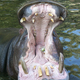 Illustration for article titled This Guy Got Swallowed By A Hippo And Survived